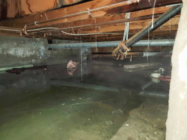 Best Flood restoration services  in Newport, AR